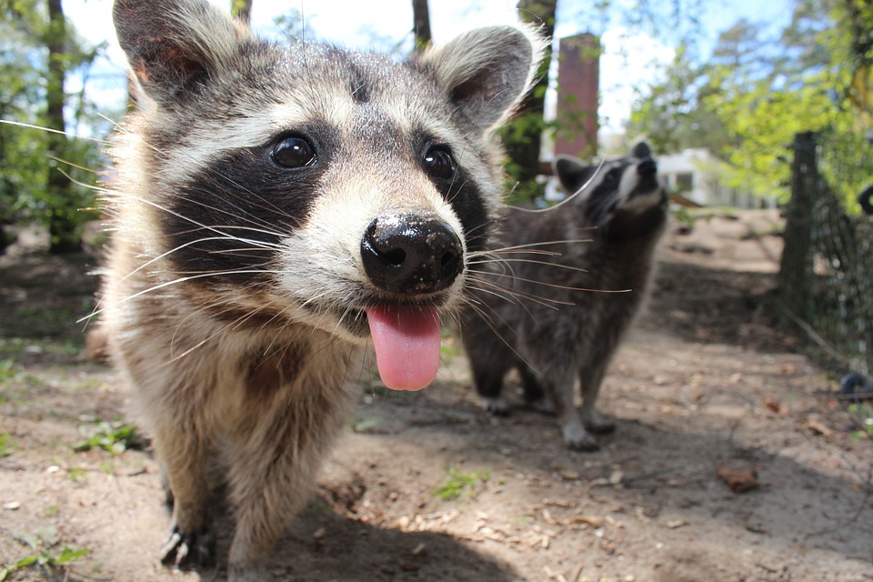 raccoon_hello_world.jpg